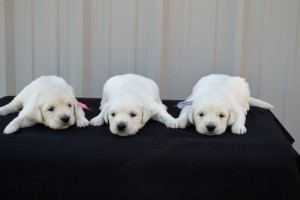 White Golden Retriever Puppies at Southern Charm Goldens in Mississippi