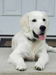 White Golden Retrievers