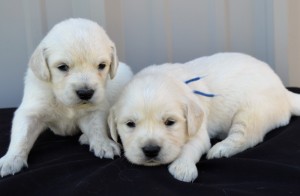 English Cream Retrievers at Southern Charm Goldens in Mississippi