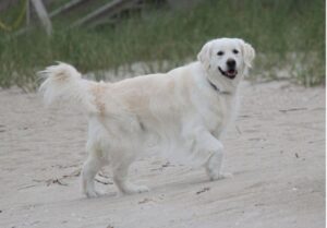 Golden Retrievers