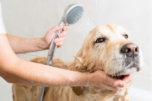 Tips for Grooming Your Golden Retriever