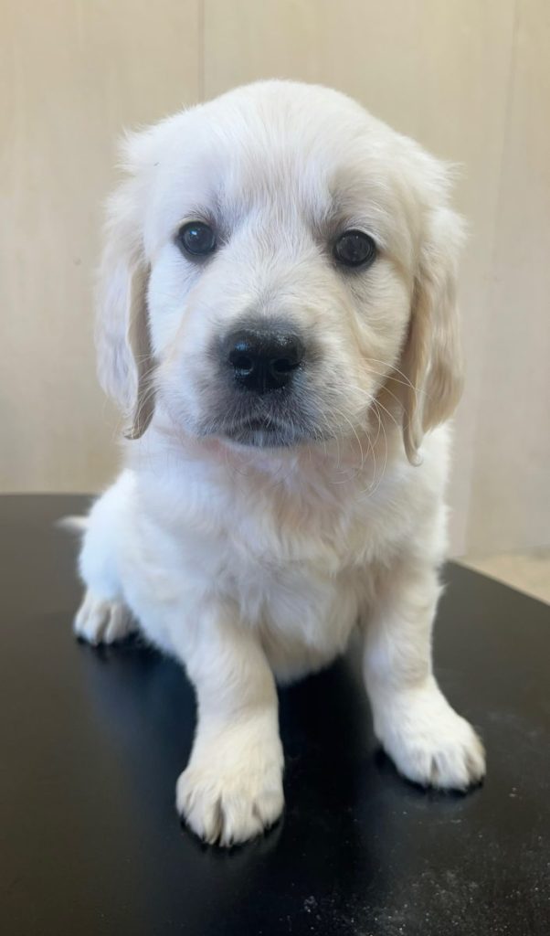 white golden puppy
