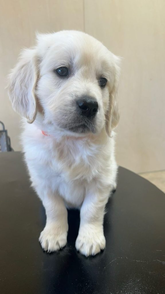 white golden puppy
