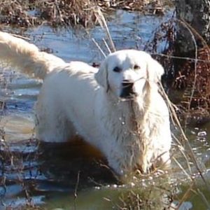 white golden retrievers