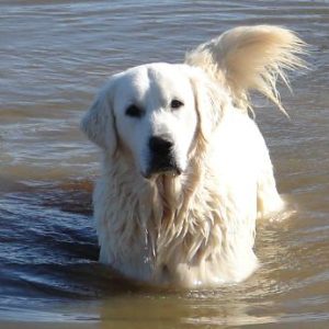 white golden retrievers mississippi