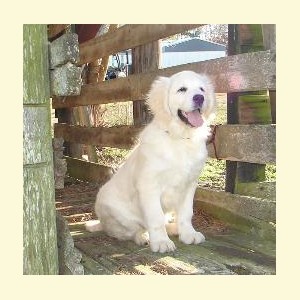white golden puppies