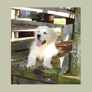 white golden retrievers mississippi